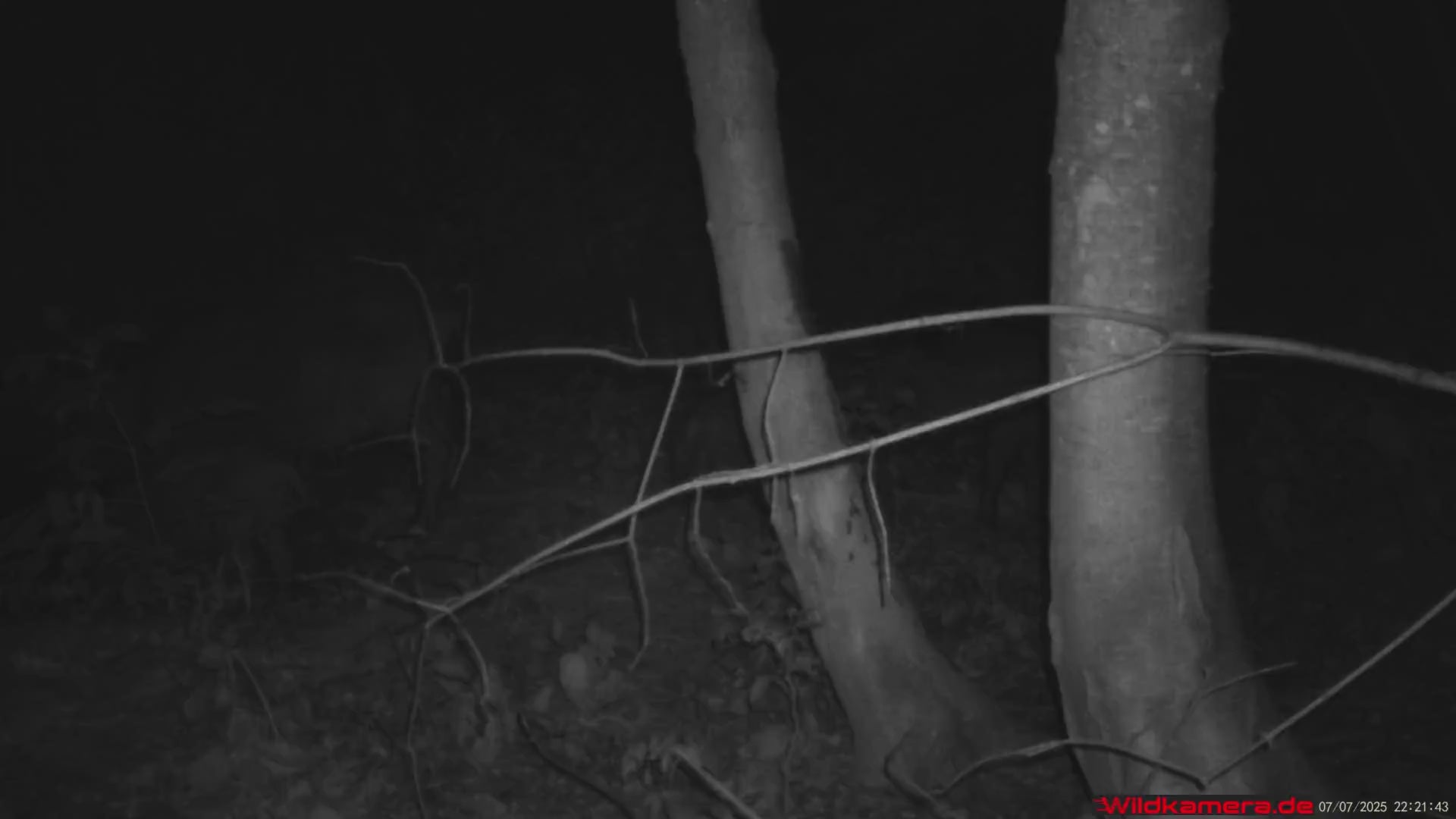 wildkamera mit live handyübertragung infrarot